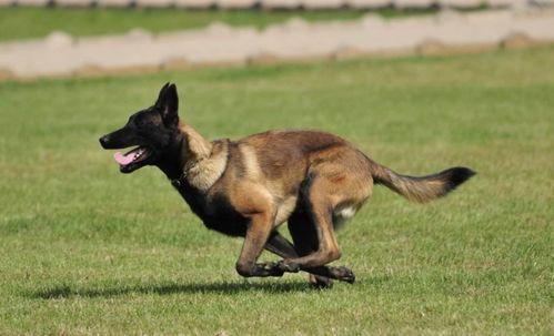 家养国产护卫犬好吗视频,家养首选，守护家庭的忠诚伙伴