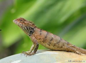 国产树蜥造景视频大全